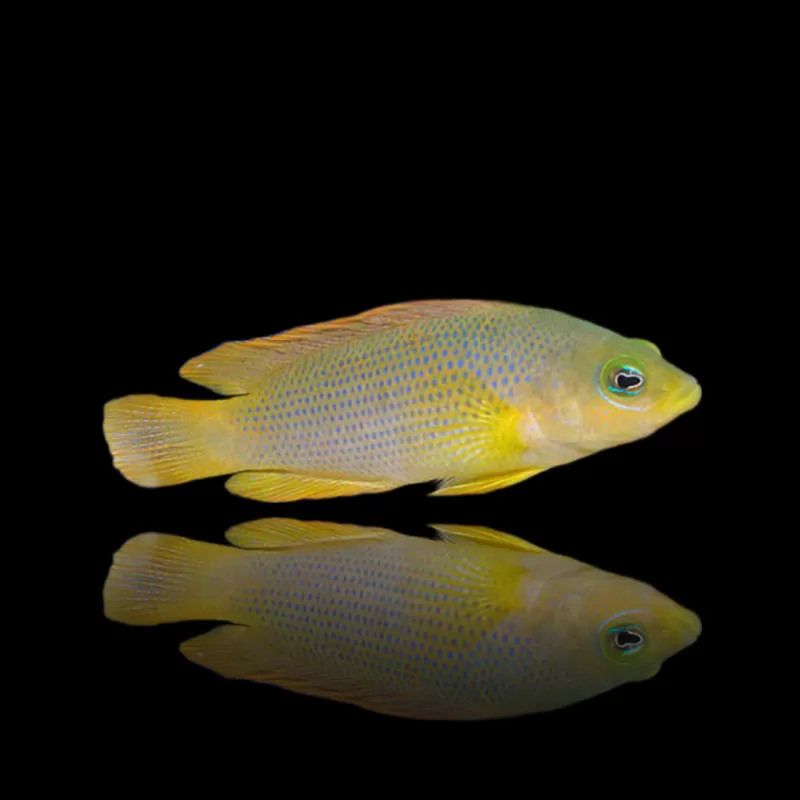 Pseudochromis Fuligifinis | Coralandfishstore.nl Pseudochromis Fuligifinis | Coralandfishstore.nl