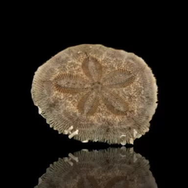 Clypeasteroida sp of de Sand Dollar kopen? | Coralandfishstore.nl