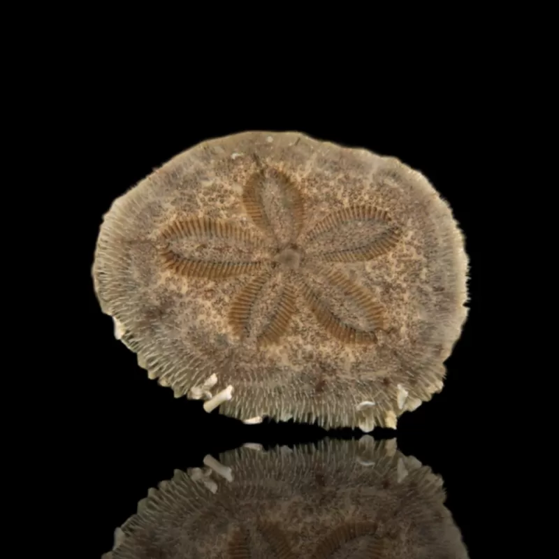 Clypeasteroida sp of de Sand Dollar kopen? | Coralandfishstore.nl Clypeasteroida sp of de Sand Dollar kopen? | Coralandfishstore.nl