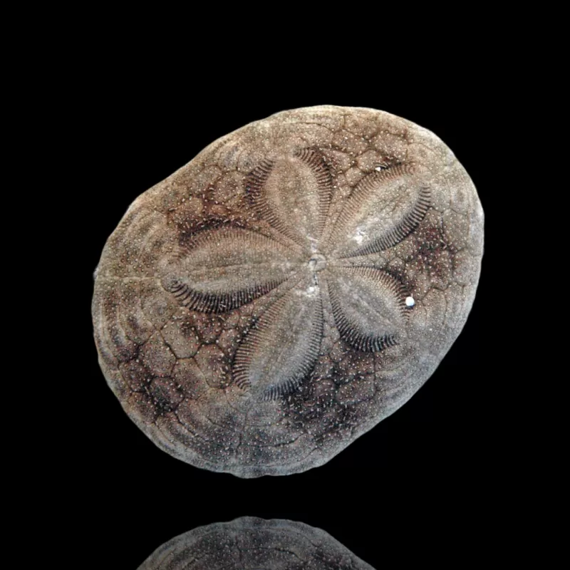 Clypeasteroida sp of de Sand Dollar kopen? | Coralandfishstore.nl Clypeasteroida sp of de Sand Dollar kopen? | Coralandfishstore.nl
