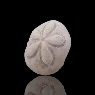 Clypeasteroida sp of de Sand Dollar kopen? | Coralandfishstore.nl