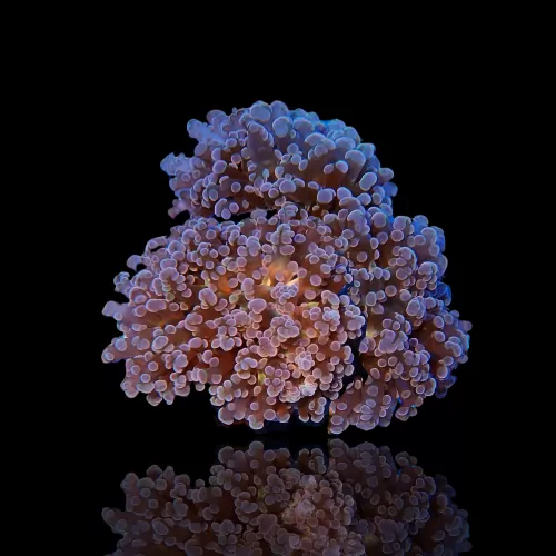 Euphyllia Divisa S-Größe | Coralandfishstore.nl