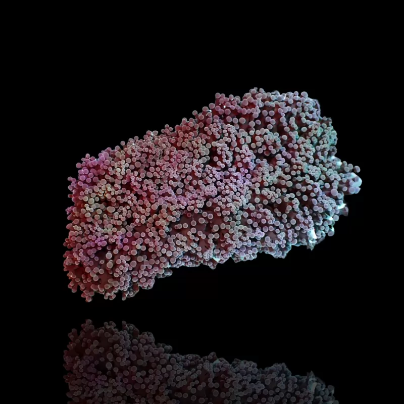 Euphyllia Divisa S-Größe | Coralandfishstore.nl Euphyllia Divisa S-Größe | Coralandfishstore.nl