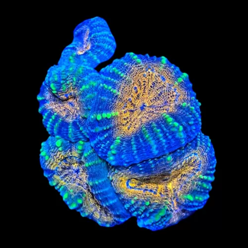 WYSIWYG 616 Lobophyllia