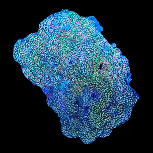 WYSIWYG 620 Montipora rainbow