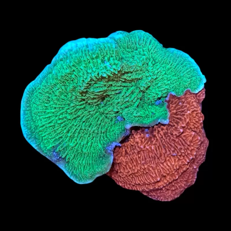 WYSIWYG 626 Montipora sp. green-red