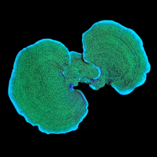 WYSIWYG 632 Montipora capricornis green