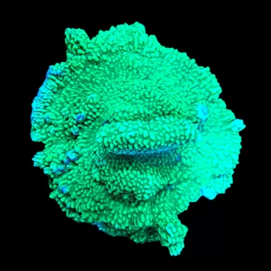 WYSIWYG 635 Montipora very rare