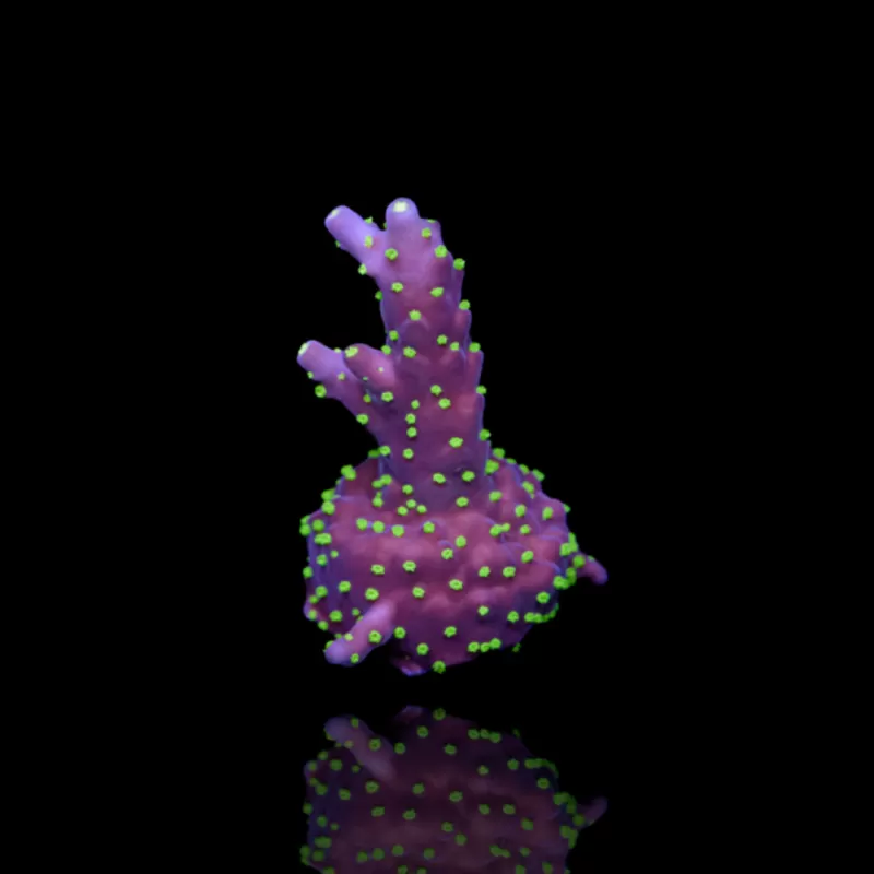 Acropora nana kaufen | Coralandfishstore.nl Acropora nana kaufen | Coralandfishstore.nl