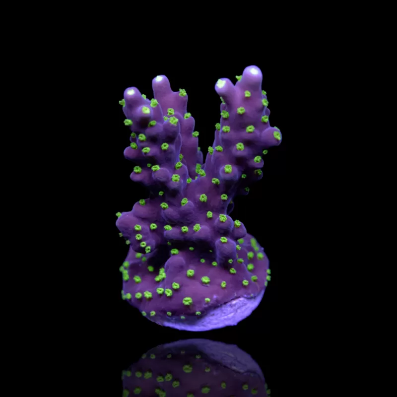 Acropora nana kaufen | Coralandfishstore.nl Acropora nana kaufen | Coralandfishstore.nl