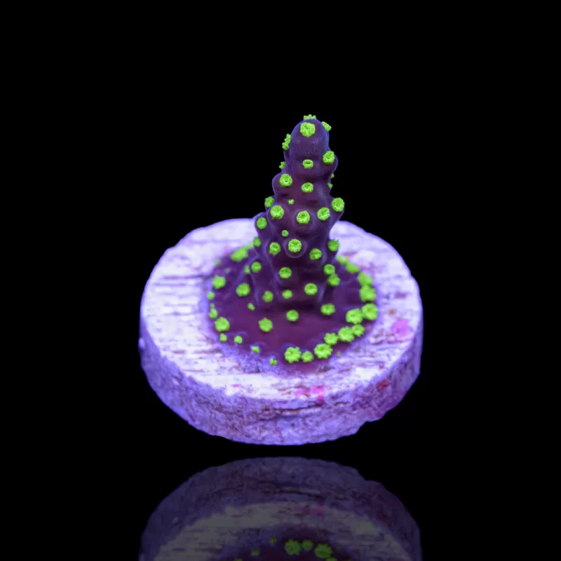 Acropora nana kaufen | Coralandfishstore.nl Acropora nana kaufen | Coralandfishstore.nl