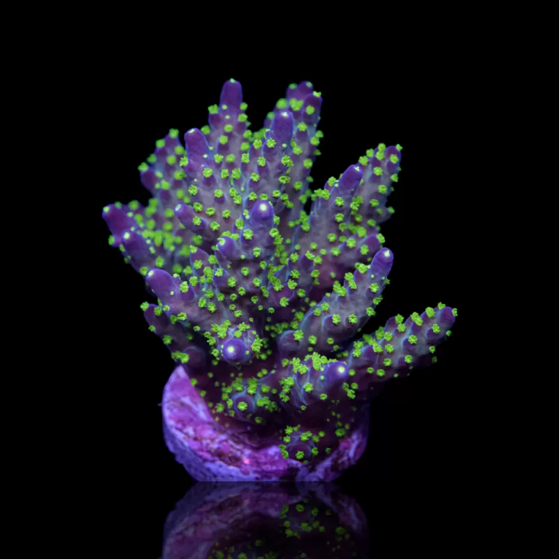 Acropora nana kaufen | Coralandfishstore.nl Acropora nana kaufen | Coralandfishstore.nl
