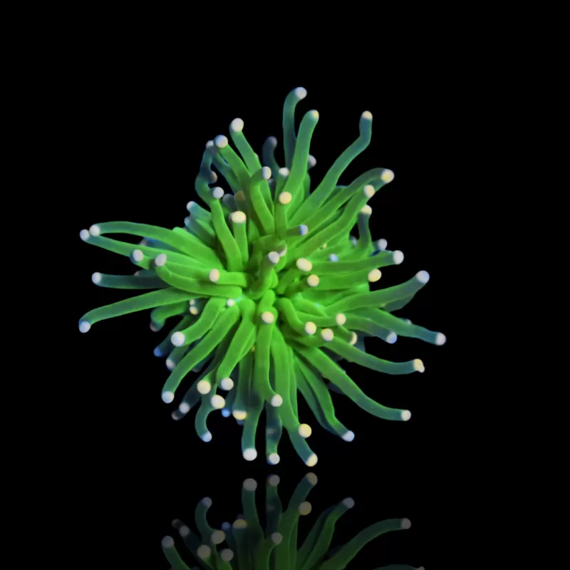 Euphyllia glabrescens cotton candy kopen? | Coralandfishstore.nl Euphyllia glabrescens cotton candy kopen? | Coralandfishstore.nl