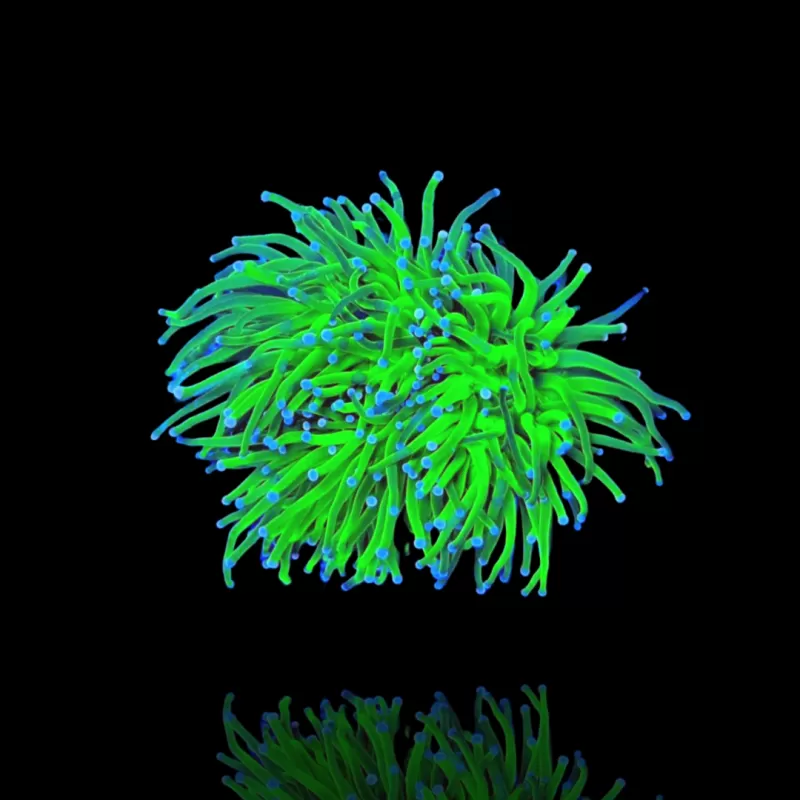 Euphyllia glabrescens blueberry ultra green/blue Euphyllia glabrescens blueberry ultra green/blue