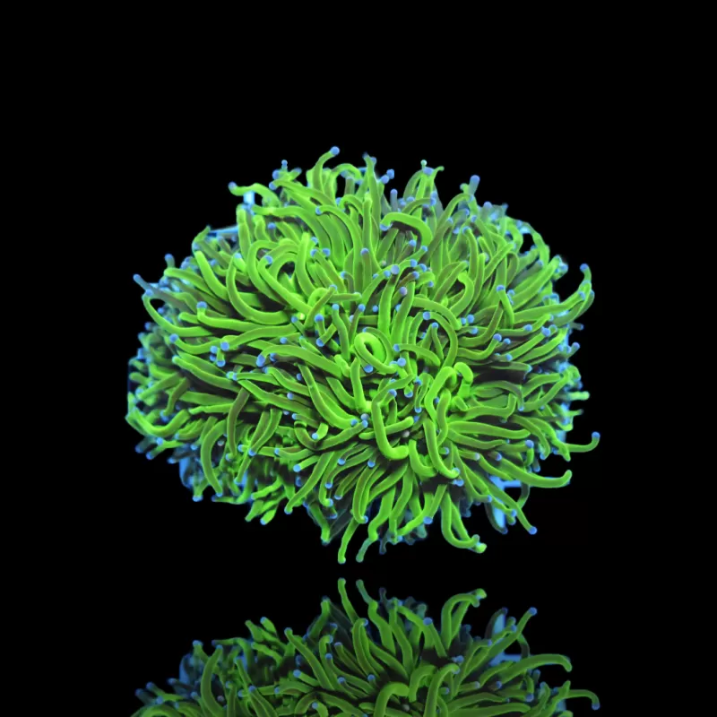 Euphyllia glabrescens blueberry ultra green/blue tip | Coralandfishstore.nl Euphyllia glabrescens blueberry ultra green/blue tip | Coralandfishstore.nl