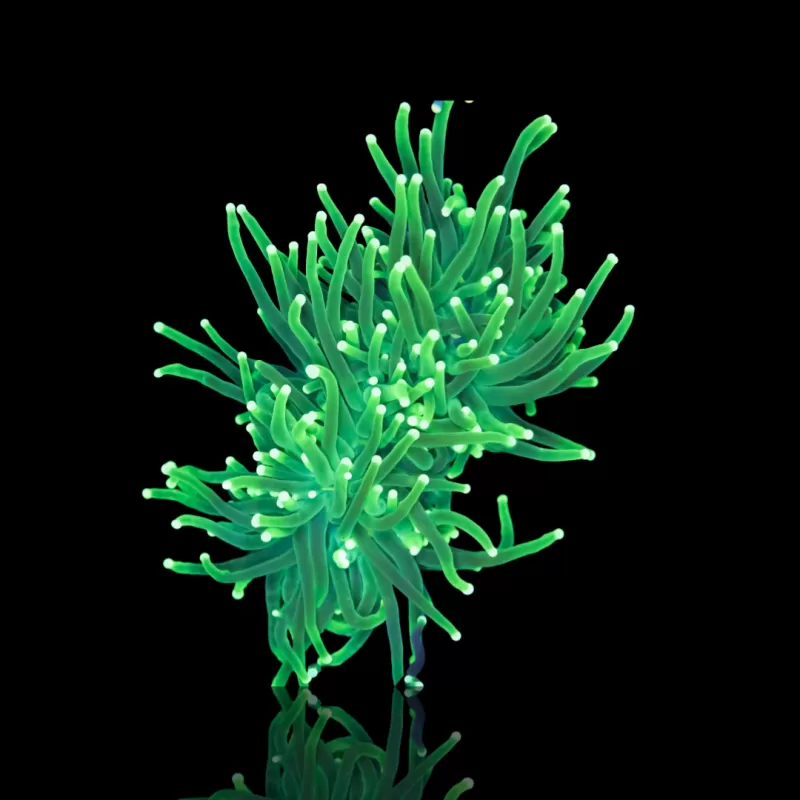 Euphyllia glabrescens lemon lime kopen? | Coralandfishstore.nl Euphyllia glabrescens lemon lime kopen? | Coralandfishstore.nl