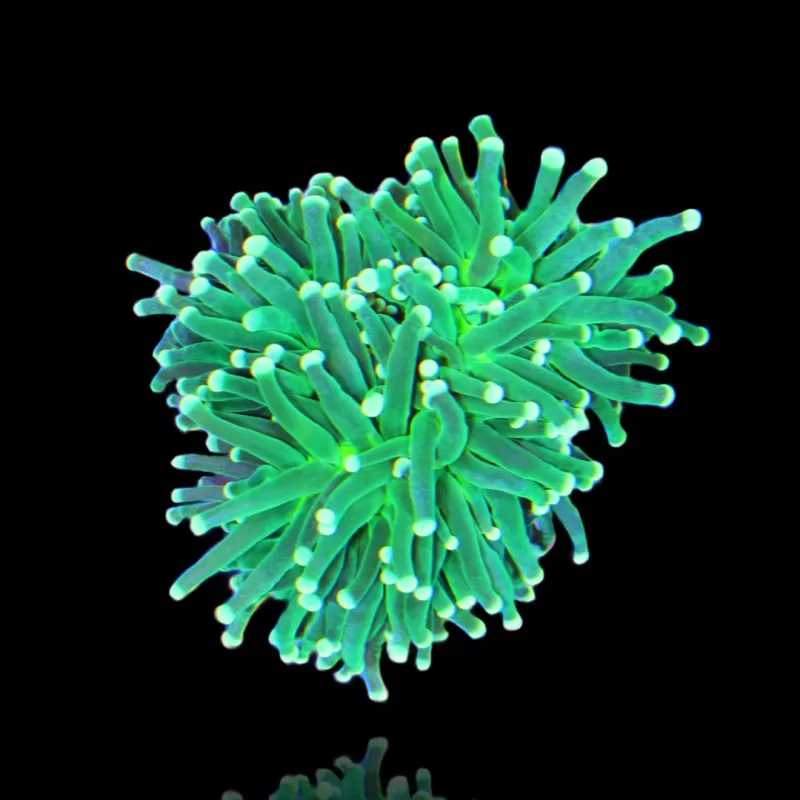 Euphyllia glabrescens lemon lime kopen? | Coralandfishstore.nl Euphyllia glabrescens lemon lime kopen? | Coralandfishstore.nl