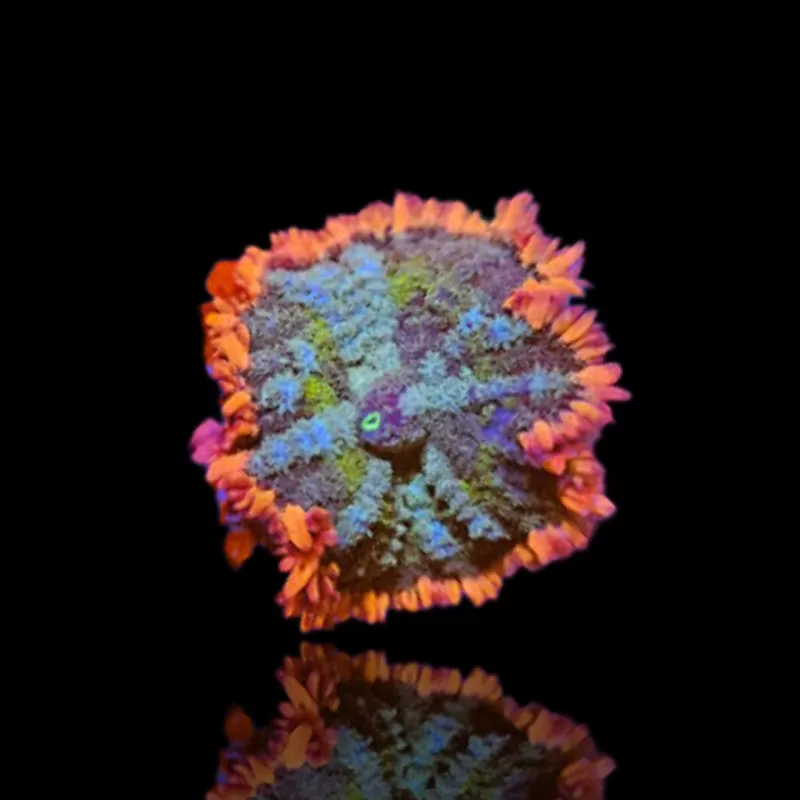 Rhodactis Frankenstein