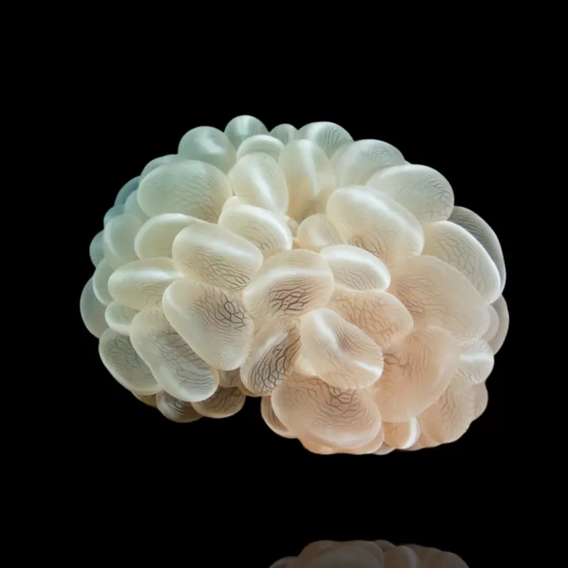 Plerogyra Sinuosa kaufen?| Coralandfishstore.nl Plerogyra Sinuosa kaufen?| Coralandfishstore.nl