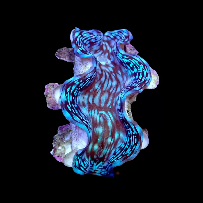 Tridacna squamosa kopen | Coralandfishstore.nl Tridacna squamosa kopen | Coralandfishstore.nl
