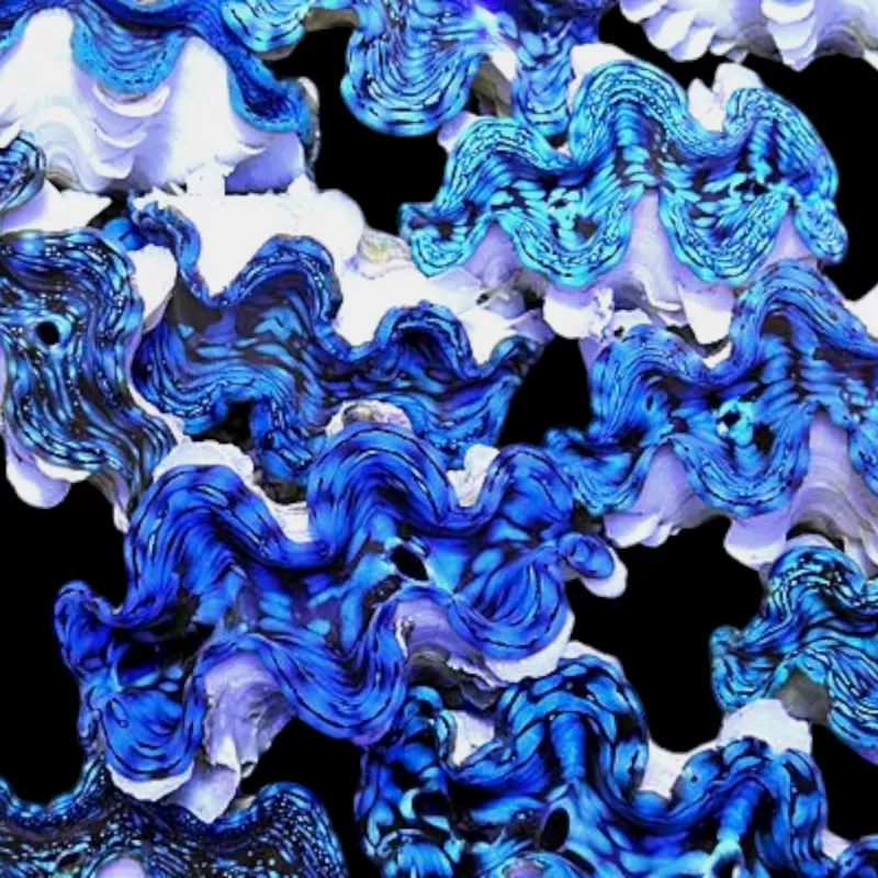Tridacna squamosa kopen | Coralandfishstore.nl Tridacna squamosa kopen | Coralandfishstore.nl
