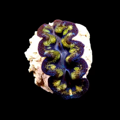 Tridacna crocea ultra grade kopen?| Coralandfishstore.nl