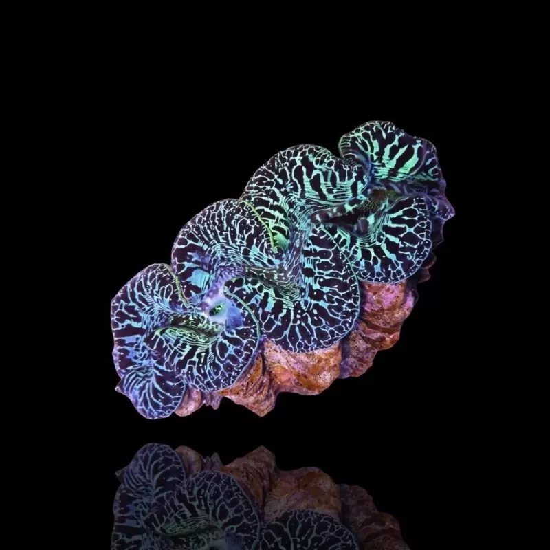 Tridacna maxima ultrablau S+M Kombiangebot Tridacna maxima ultrablau S+M Kombiangebot