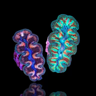 Tridacna crocea ultra grade kopen?| Coralandfishstore.nl