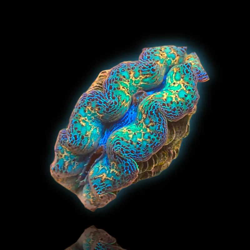 Möchten Sie Tridacna crocea Ultra Grade kaufen?| Coralandfishstore.nl Möchten Sie Tridacna crocea Ultra Grade kaufen?| Coralandfishstore.nl