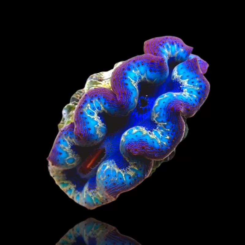 Möchten Sie Tridacna crocea Ultra Grade kaufen?| Coralandfishstore.nl Möchten Sie Tridacna crocea Ultra Grade kaufen?| Coralandfishstore.nl