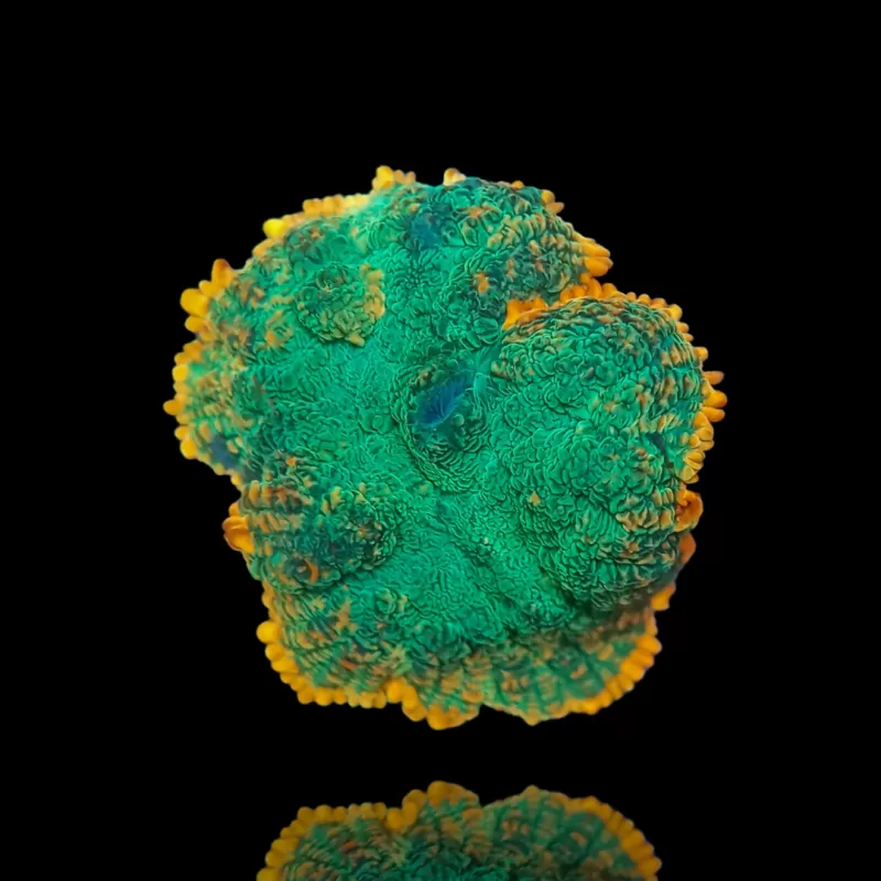 Kaufen Sie Rhodactis Green - Orange Rim | Coralandfishstore.nl Kaufen Sie Rhodactis Green - Orange Rim | Coralandfishstore.nl
