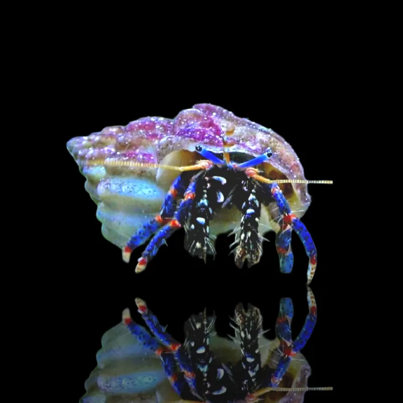 Clibanarius sp. - Einsiedlerkrebs