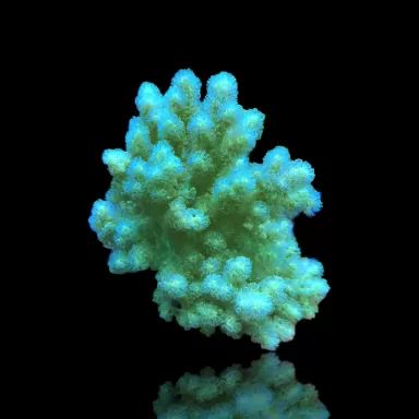 Sinularia Polydactyle Singapur | Coralandfishstore.nl