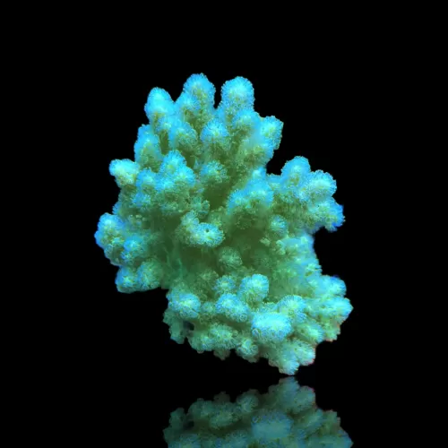 Sinularia Polydactyle Singapur | Coralandfishstore.nl