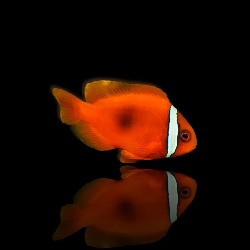 Amphiprion frenatus| Coralandfishstore.nl Amphiprion frenatus| Coralandfishstore.nl