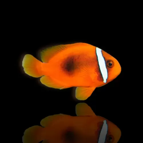 Amphiprion frenatus, Nachzucht