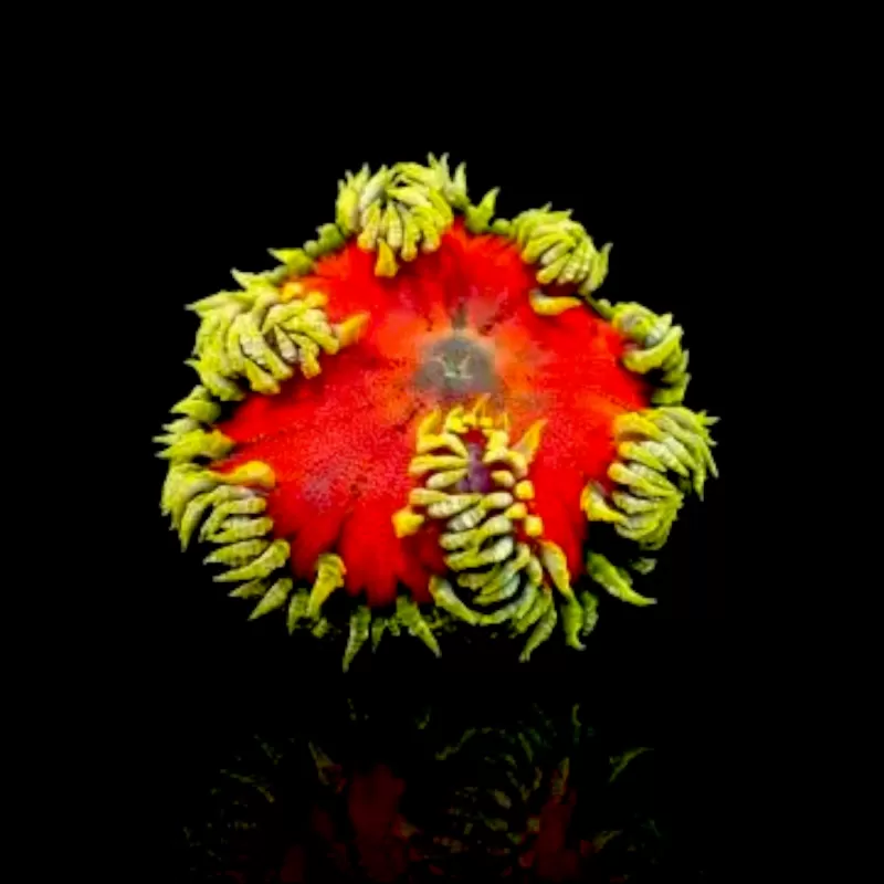 Epicystis crucifer green with red center Epicystis crucifer green with red center