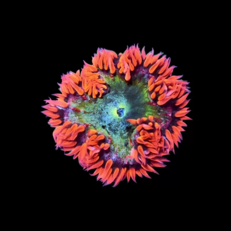 Epicystis crucifer red with green center Epicystis crucifer red with green center