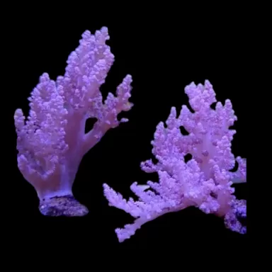 Lithophyton spp. Klasse A