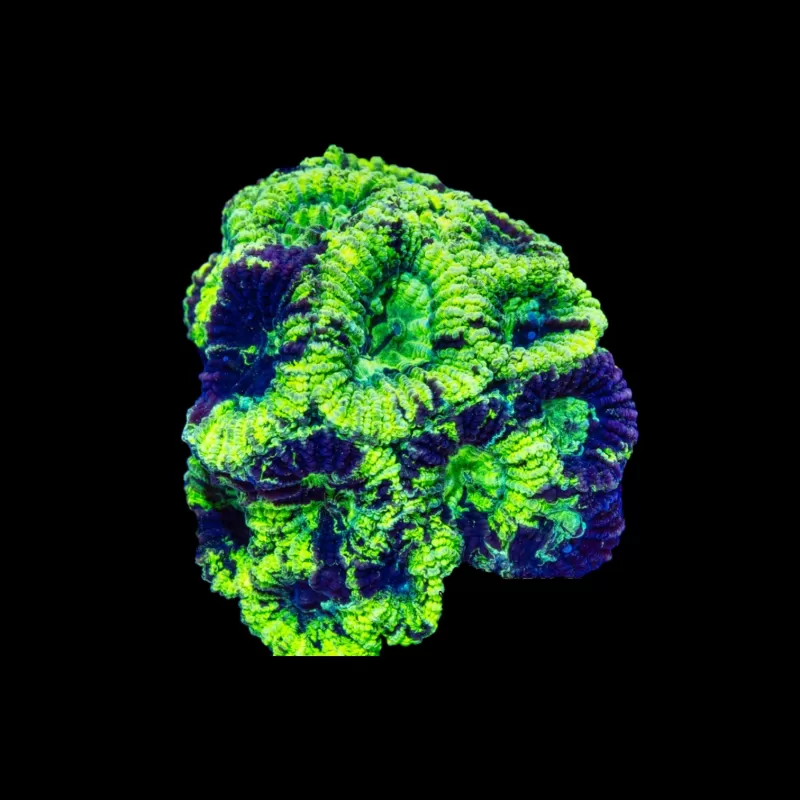 Favia ultragrün veredelt S ca. 2-3cm Favia ultragrün veredelt S ca. 2-3cm