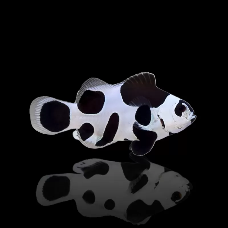 Möchten Sie Amphiprion ocellaris black storm kaufen? | Coralandfishstore.nl Möchten Sie Amphiprion ocellaris black storm kaufen? | Coralandfishstore.nl
