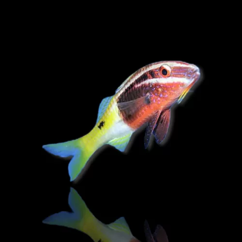 Parupeneus Barberinoides