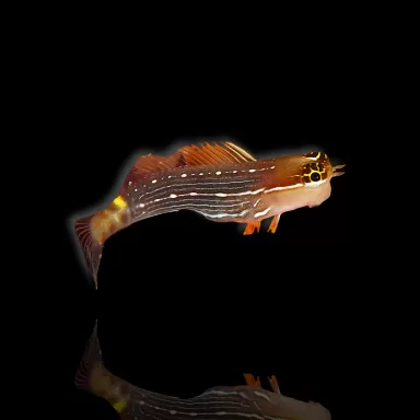 ecsenius pictus kopen? | Coralandfishstore.nl