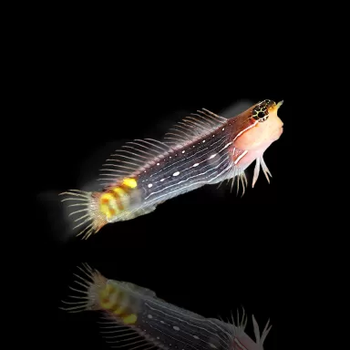 Ecsenius pictus
