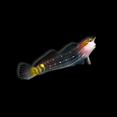 ecsenius pictus kopen? | Coralandfishstore.nl