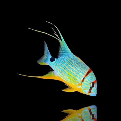 Symphorichthys spilurus