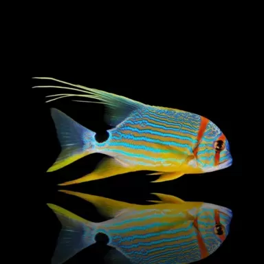 Symphorichthys spilurus