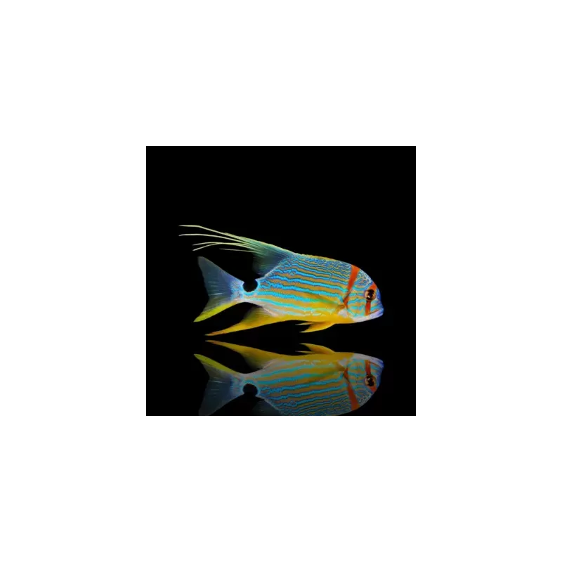 Möchten Sie Symphorichthys spilurus kaufen? | Coralandfishstore.nl Möchten Sie Symphorichthys spilurus kaufen? | Coralandfishstore.nl