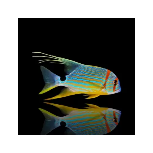 Symphorichthys spilurus