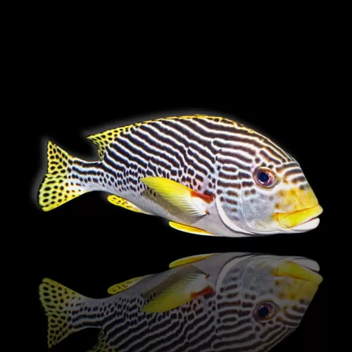 Plectorhinchus lineatus